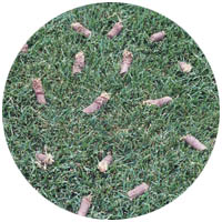 Albert Lea turfgrass aeration and seeding