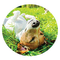 Albert Lea flea and tick control