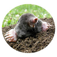 Albert Lea mole & grub control
