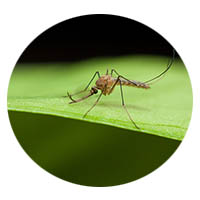 Albert Lea MN mosquito control