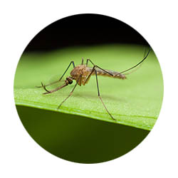 Albert Lea spring touch mosquito control